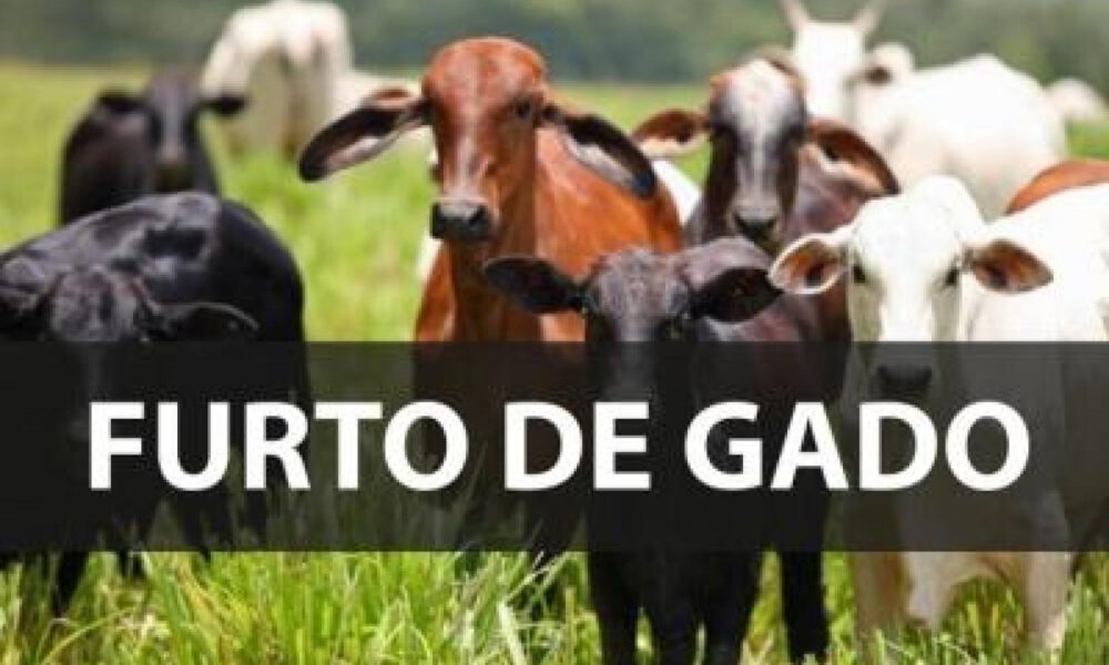 Ladrões matam e esquartejam gado para furtar carne em Umuarama