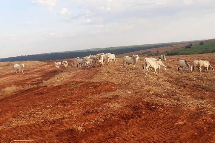 PM recupera parte das cabeças de gado furtadas em Douradina.