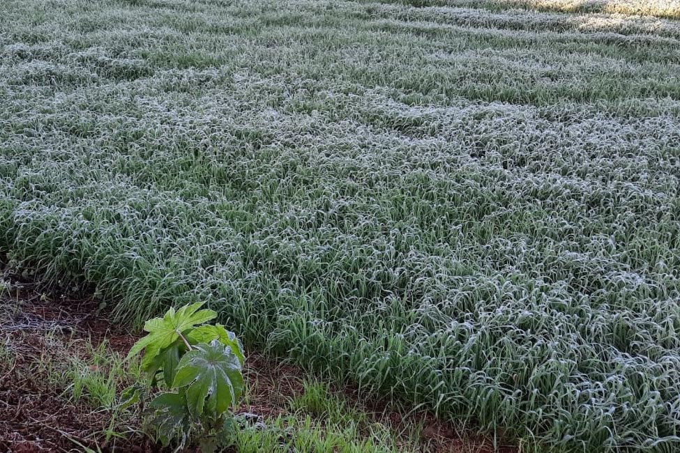 Entrou em operação nesta terça o serviço Alerta Geada, referência em apoio aos agricultores