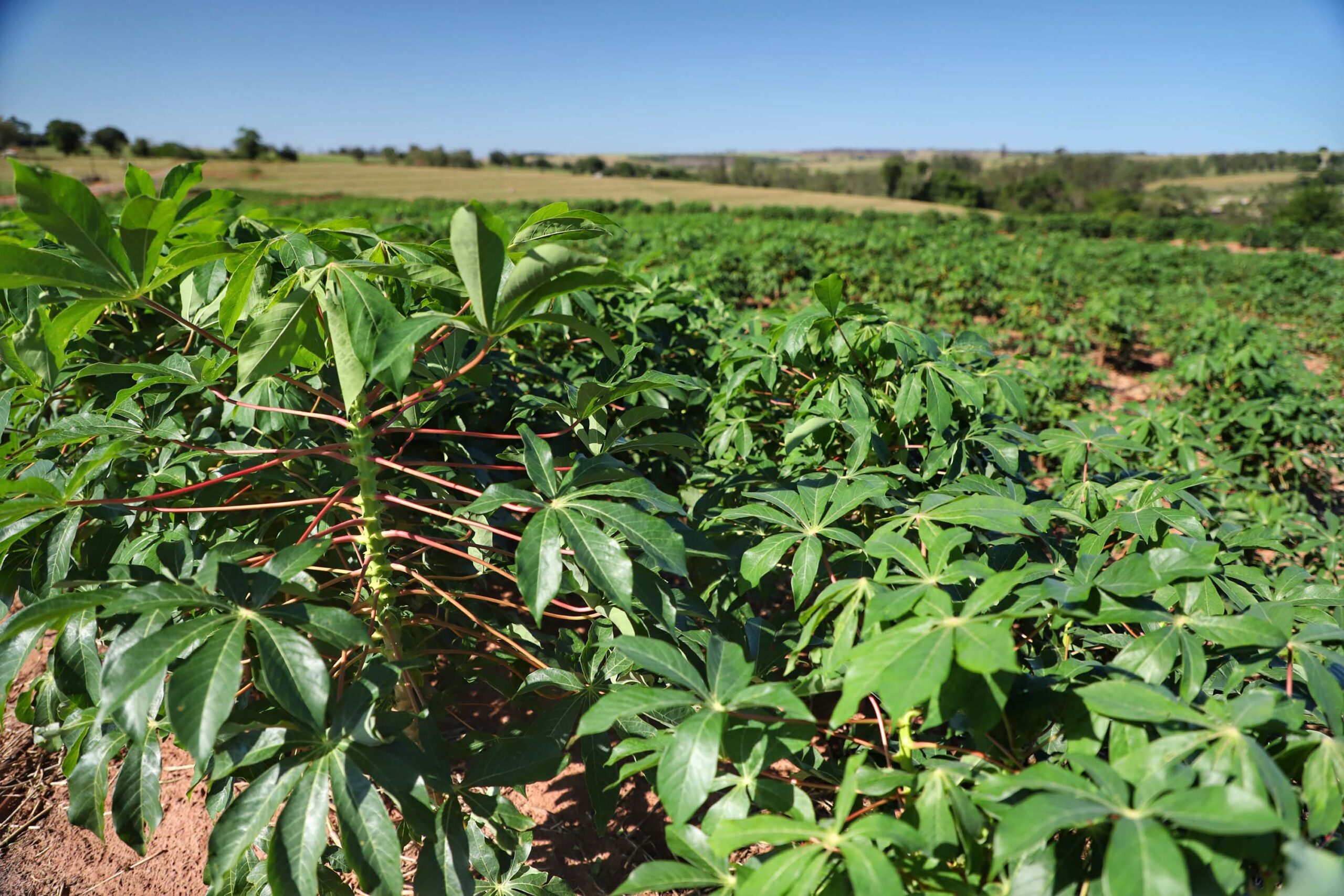 Colheita da mandioca avança e qualidade do produto melhora no Paraná