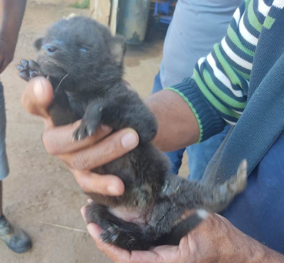 Três filhotes de lobo-guará morrem durante colheita de arroz e dois sobrevivem