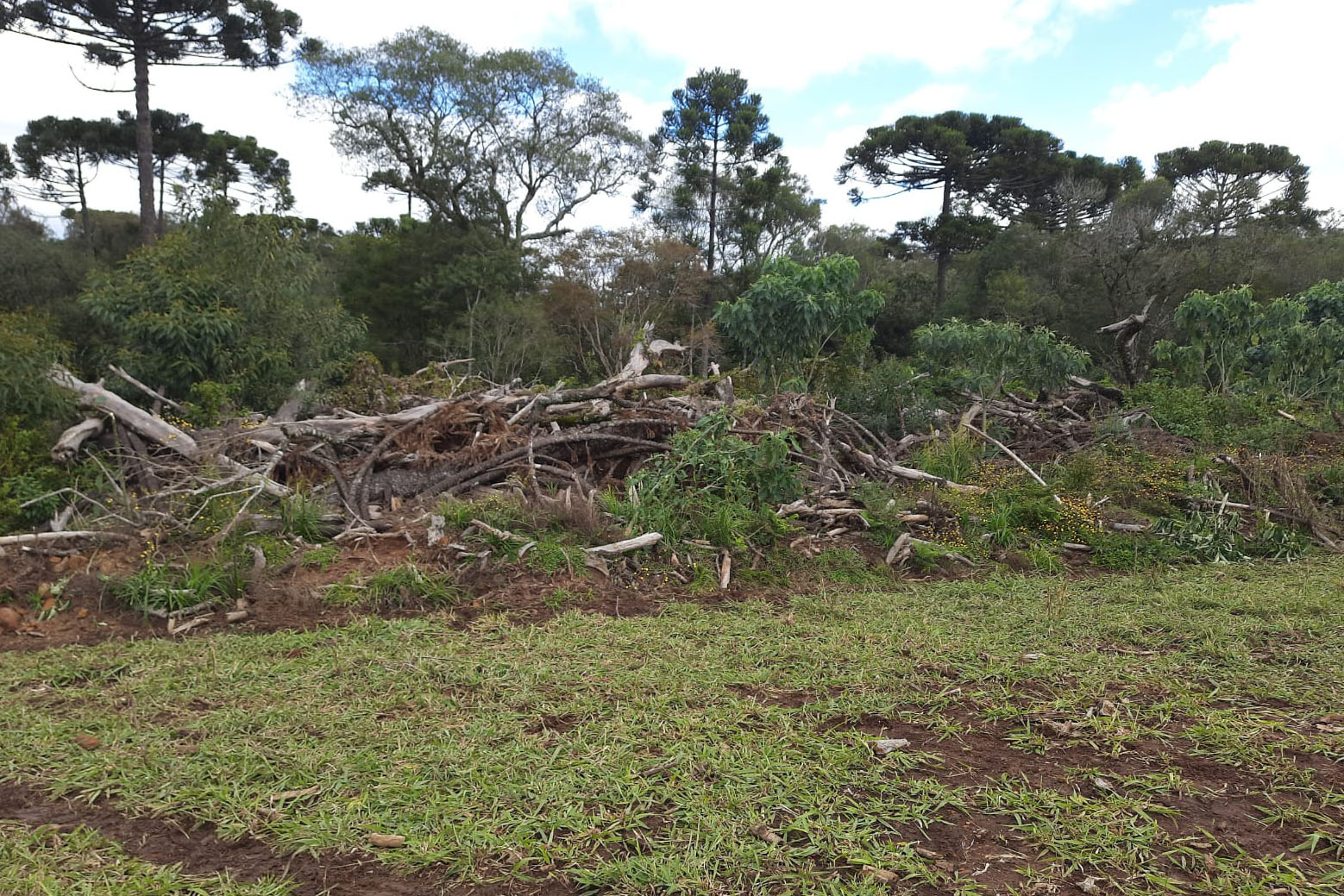 Fiscalização do IAT identifica 336 hectares de desmatamento e multas somam R$ 2,33 milhões