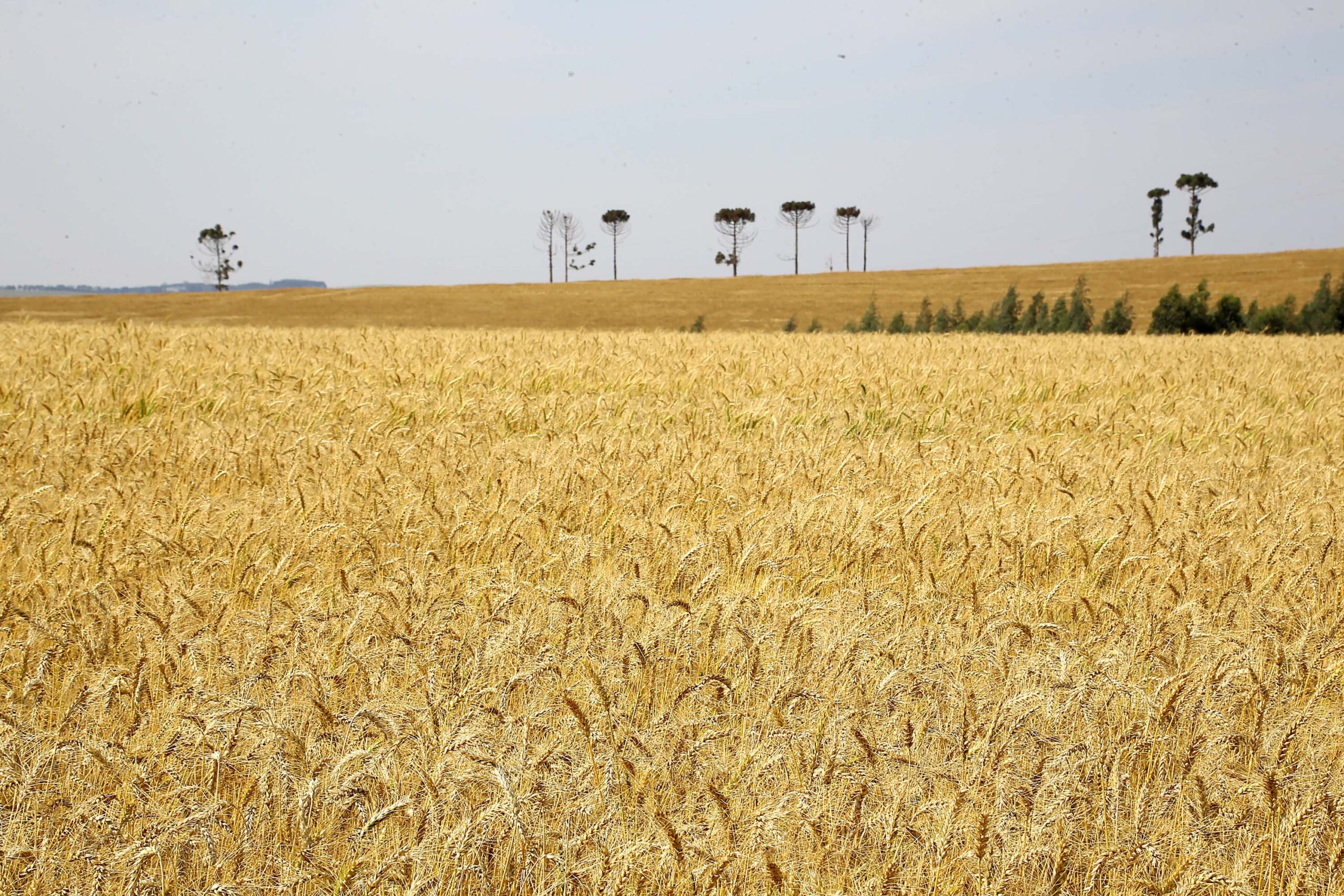 Baixas temperaturas e geadas fracas não provocaram perdas expressivas na agricultura