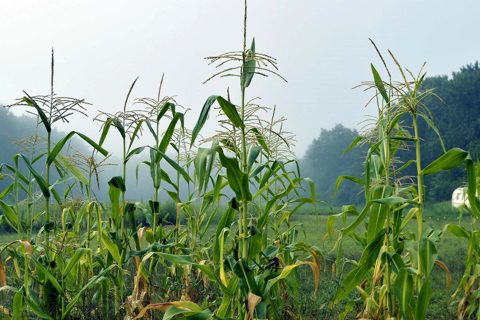 Com foco no milho, IDR-Paraná analisa reflexos do inverno na agricultura