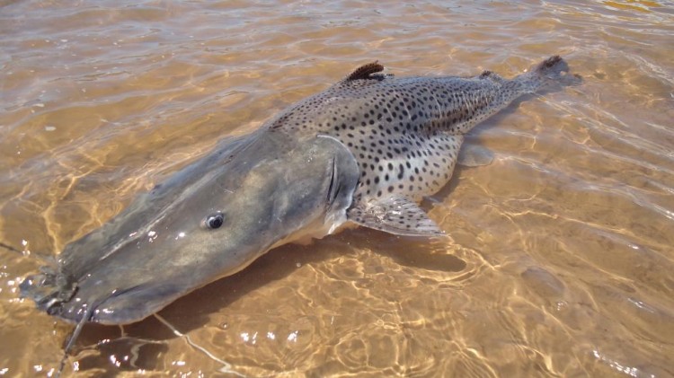 Pintado é incluído em lista de peixes ameaçados de extinção