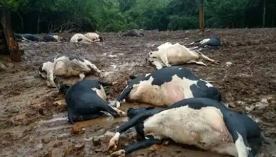 Dezenove vacas morrem após serem atingidas por descarga elétrica no Paraná