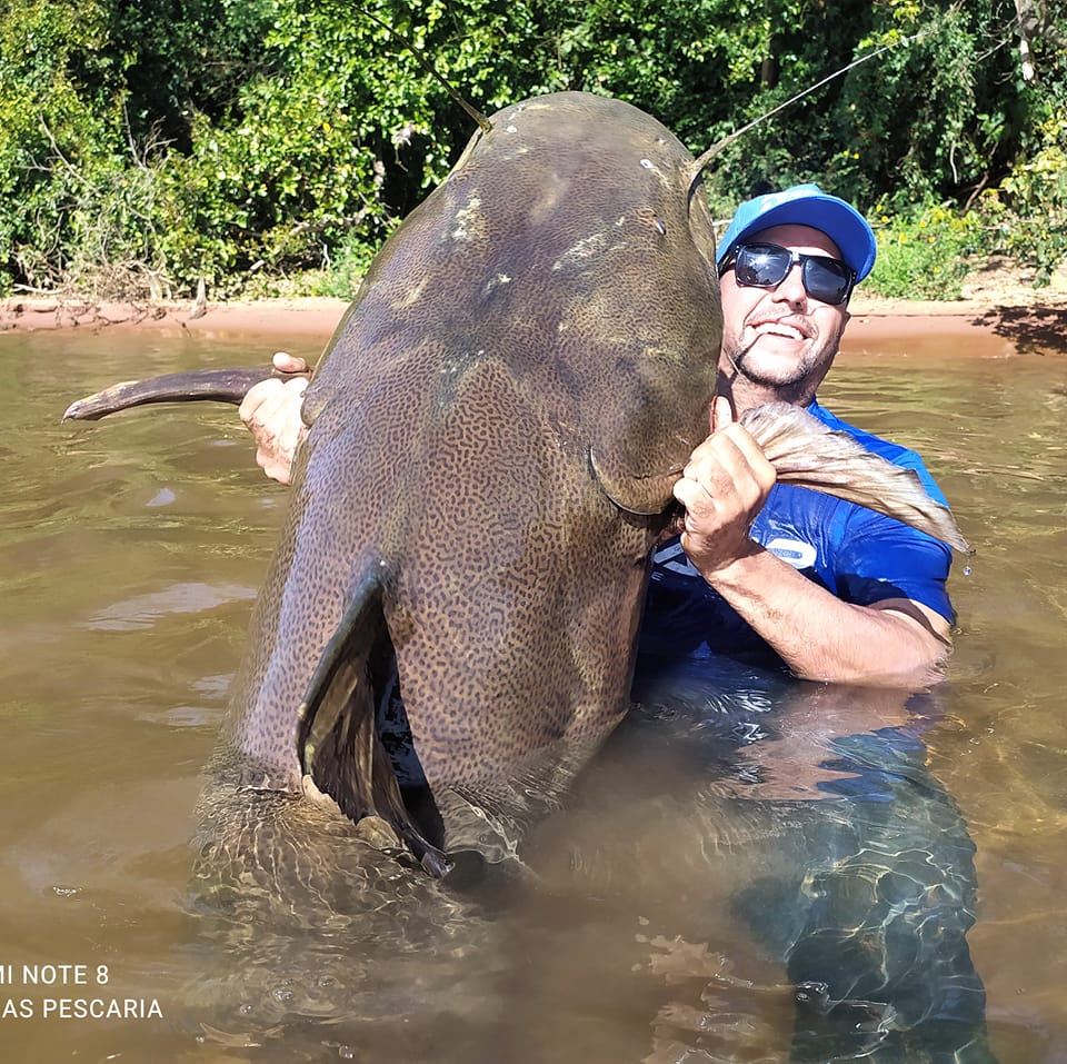 Pescadores pegam peixe de 1,60 metro e cerca de 80 kg no Rio Paraná, em Porto Rico