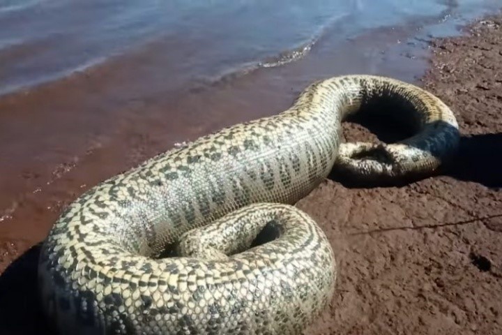 Sucuri com mais de 4 metros é encontrada morta por pescadores no Paraná