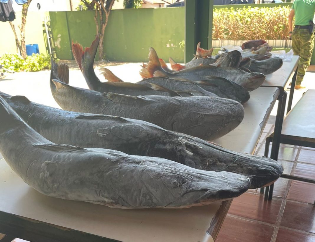 Força Verde de Umuarama apreende 90 kg de peixe e carne de jacaré em pousada