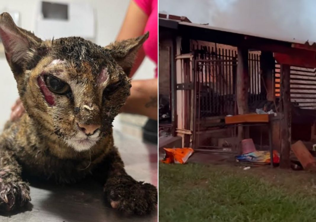 Casa de protetora pega fogo e dezenas de animais resgatados morrem em Paranavaí