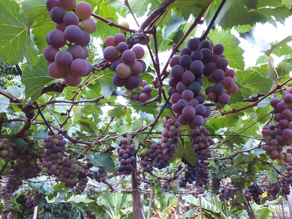 Colheita de uva já começou em Icaraíma