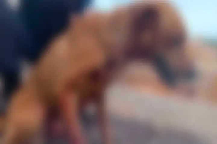 Homem é preso depois de matar cachorro a facadas e tentar enterrar o animal