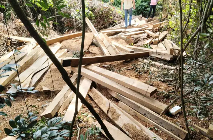 Denúncia leva IAT a localizar desmate ilegal de árvores em extinção na cidade de Ivaté Denúncia leva IAT a localizar desmate ilegal de árvores em extinção na cidade de Ivaté