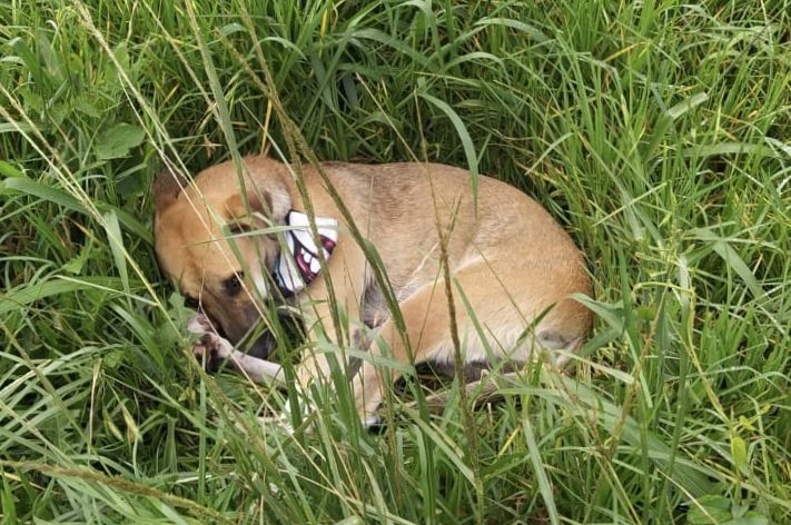 Homem morre atropelado e cãozinho fica ao seu lado todo o tempo na BR-277