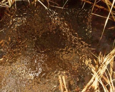 Corpo é encontrado carbonizado em canavial no município de Mariluz Corpo é encontrado carbonizado em canavial no município de Mariluz