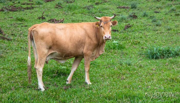 Moradora de Santa Felicidade, em Tapira, morre atacada por vaca