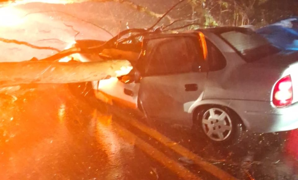 Duas pessoas ficam feridas após árvore cair em carro na PR 323