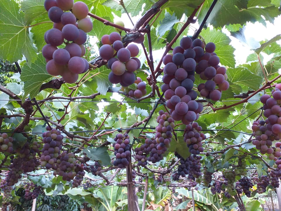 Colheita de uva já começou em Icaraíma: saiba quando e onde visitar!